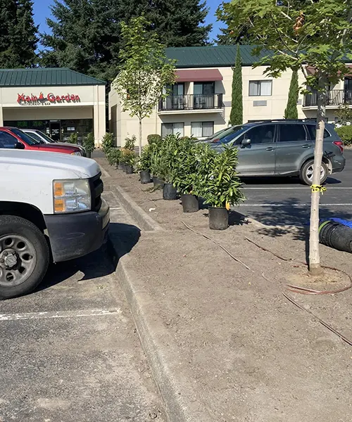 Plants & Tree Installation in Renton 